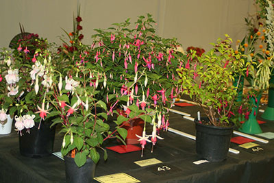 Summer Show